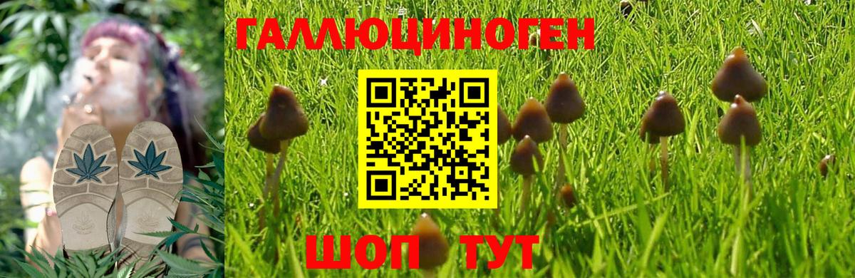 Галлюциногенные грибы Psilocybe Кропоткин